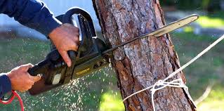 Best Palm Tree Trimming  in Clearlake, CA