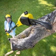 Trusted Clearlake, CA Tree Care Experts