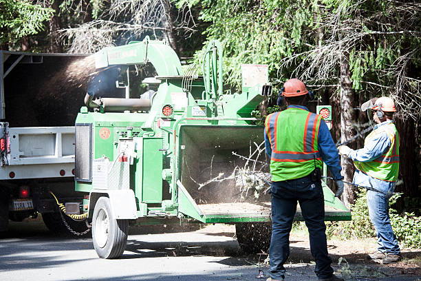 How Our Tree Care Process Works  in  Clearlake, CA