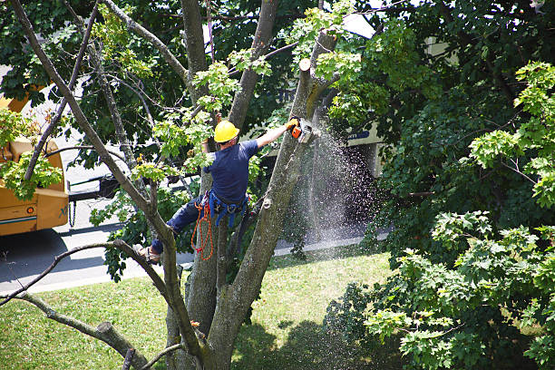 Best Lawn Renovation and Restoration  in Clearlake, CA
