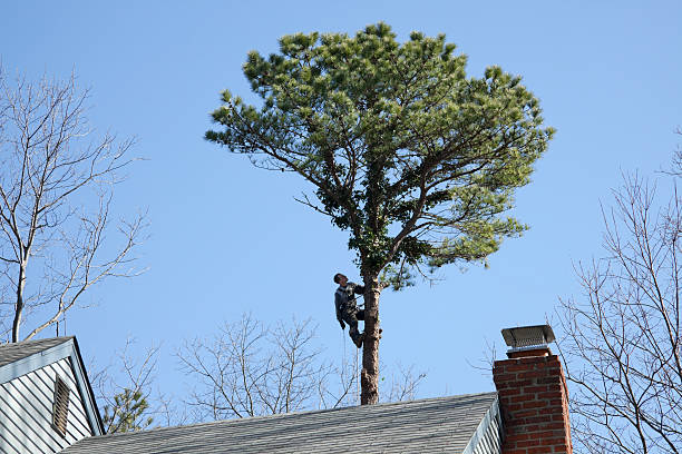Seasonal Cleanup (Spring/Fall) in Clearlake, CA