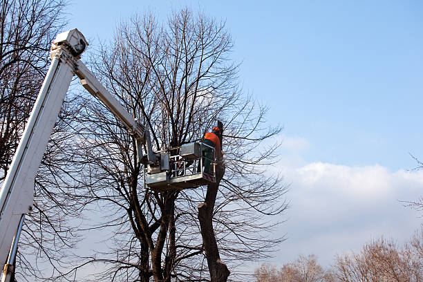 Best Aeration Services  in Clearlake, CA